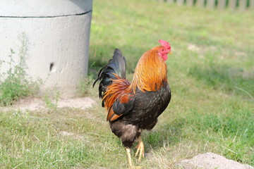Poultry farm. Chickens graze in the yard. Growing poultry. Domestic bird.