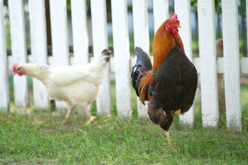 Poultry farm. Chickens graze in the yard. Growing poultry. Domestic bird.