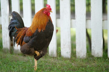 Poultry farm. Chickens graze in the yard. Growing poultry. Domestic bird.