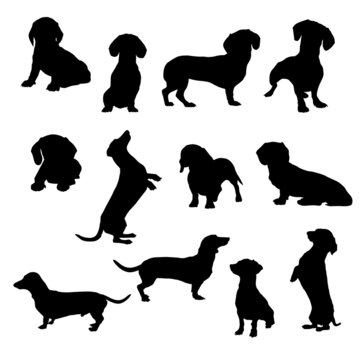 Dachshund Silhouette vector silhouettes Illustration Eps 10