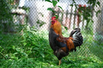 Poultry farm. Chickens graze in the yard. Growing poultry. Domestic bird.