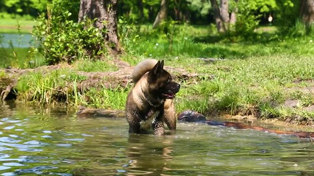 American Akita dog is swimming in the lake