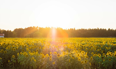 Sonnenblumenfeld beim Sonnenuntergang