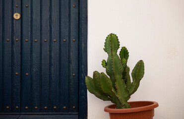 Cactus plant with a blue door in Nijar, a small white village on the south of Spain