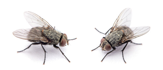 fly isolated on a white