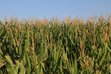 agricultural field during the daytime