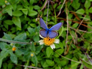 inseto borboleta – rhopalocera