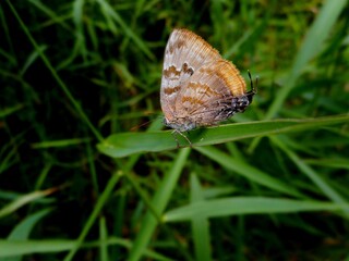 inseto borboleta – rhopalocera