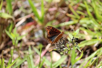 inseto borboleta – rhopalocera