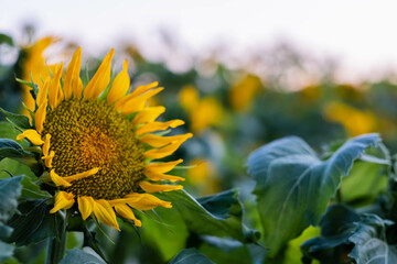 Sonnenblume am Abendrot