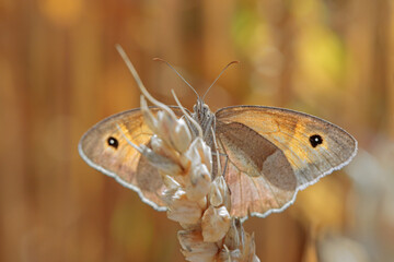 Meadow brown (Maniola jurtina) in a sustainable cultivated weat field.