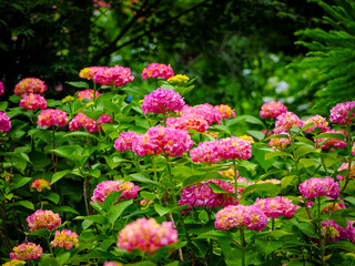 【京都府】善峯寺の紫陽花
