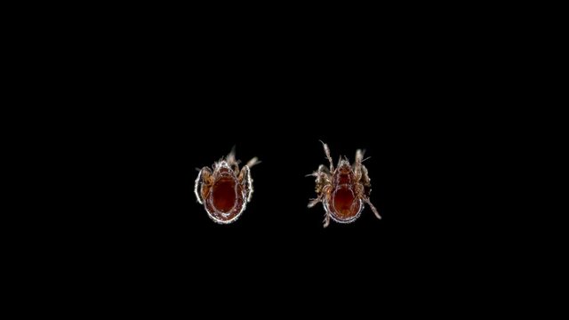 Acari (mite) Oribatida Superfamilia Galumnoidea under microscope,. Dwell in the soil. They hide their legs behind the pterygoid shields. Possibly family Parakalummidae