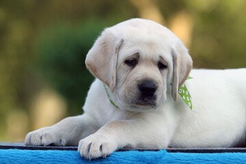 a sweet yellow labrador dog on the blue