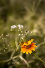 Butterfly perched on a field flower.