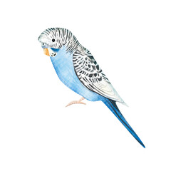 Watercolor illustration of the blue parrot