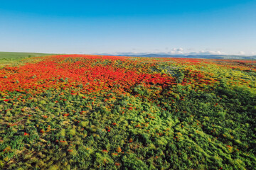 Blooming poppy field from Aerial view. Wild red flowers