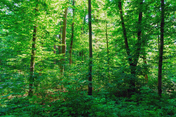 Sunlight in the green forest, spring time