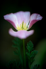 close up of pink Californian poppy with selective focus ,the summer garden .