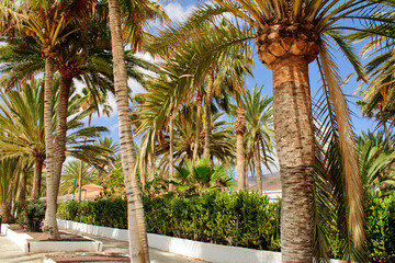 Fototapeta na wymiar Huge palm trees and other rtopical plants. Morro Jable, Fuerteventura, Canary islands, Spain