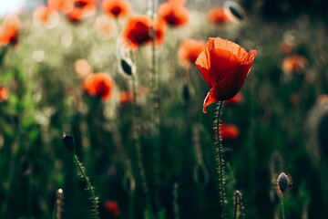Obraz premium Red poppies in a field against a sunset background. Beautiful flower picture for content.