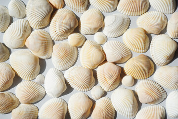 Summer backdrop. Seashells flat lay. Beautiful marine background. Sea wallpaper.