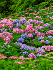 【京都府】三室戸寺の紫陽花
