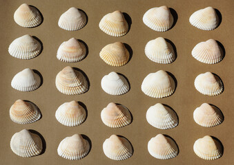 Seashells flat lay on a brown background.