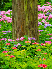 【京都府】三室戸寺の紫陽花
