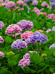 【京都府】三室戸寺の紫陽花
