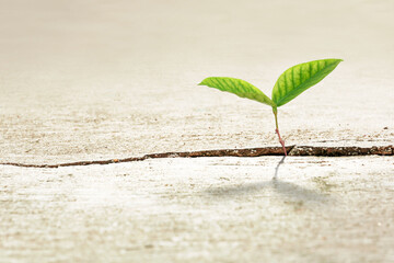 Young Green Plant Growing up on Crack Concrete, New life and new hope for new generation of environment concept