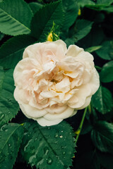 Creamy flower of a fluffy rose on a background of green leaves in the garden.