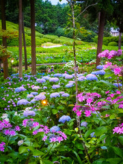 【京都府】三室戸寺の紫陽花
