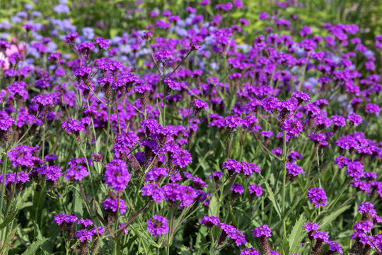 Steife Verbene (Verbena rigida)
