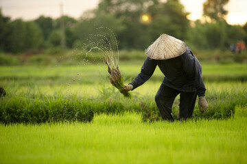 Naklejka na ściany i meble farmer transplant rice seedlings in rice field