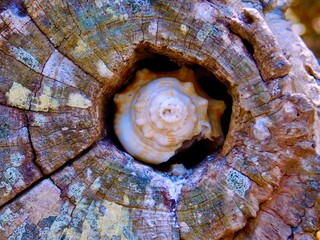 Seashells on Sanibel