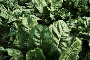 Naklejka premium Beet plants green leaves