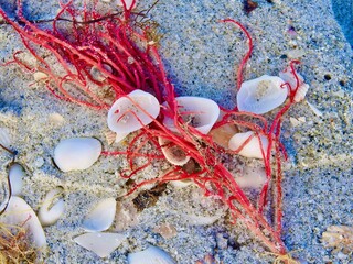 Seashells on Sanibel