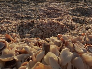 Seashells on Sanibel