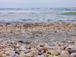 Fototapeta na wymiar Seashells on Sanibel