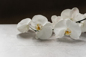 White orchid flowers on gray background, spa background with copy space