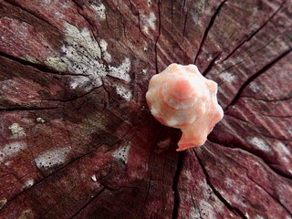 Seashells on Sanibel