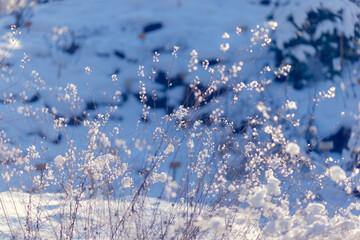 frost on the window, snow grass