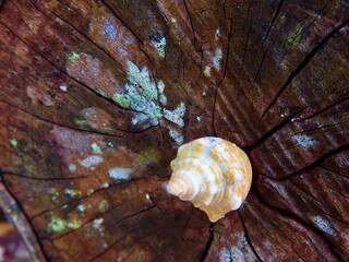 Seashells on Sanibel