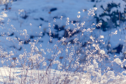 frost on the window, snow grass