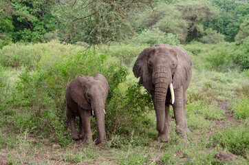 Obraz na płótnie Canvas Baby elephant and elephant looking for food. Zanzibar. Tanzania. Africa. 