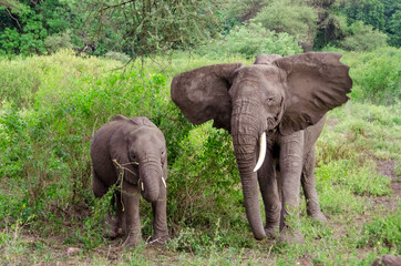 Fototapeta premium Baby elephant and elephant looking for food. Zanzibar. Tanzania. Africa. 