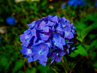 【京都府】三室戸寺の紫陽花ライトアップ
