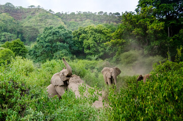 Elephants swim in the sand. Tanzania.