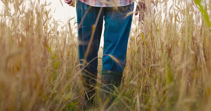 Man wearing check shirt,jeans and black rubber boots walking across big yellow wheat field